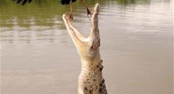 ଅପୂର୍ବ ପ୍ରାକୃତିକ ନୈସର୍ଗିକ ଶୋଭାର ଭଣ୍ଡାର ଭିତରକନିକା (Bhitarkanika)
