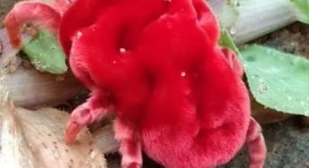 ସାଧଵଵୋହୂ