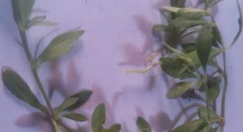 ଗିହ୍ମା