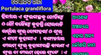 ଟେବୁଲୁ ଗୋଲାପ