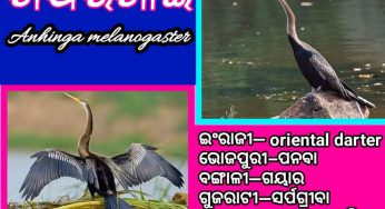 ଖପରଖାଇ