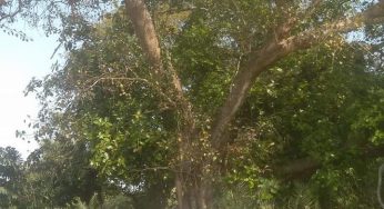 ଗାଁ ମଶାଣି
