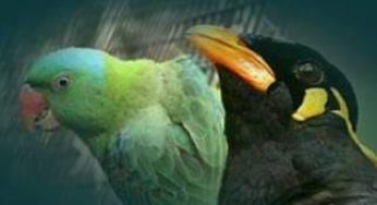 ଚାରି ସୁନ୍ଦରୀ ଓ ମେଣ୍ଢା
