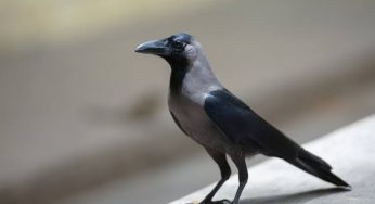 କୁଆ