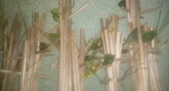 ପିମ୍ପେଇ ଅମାଵାସ୍ୟା